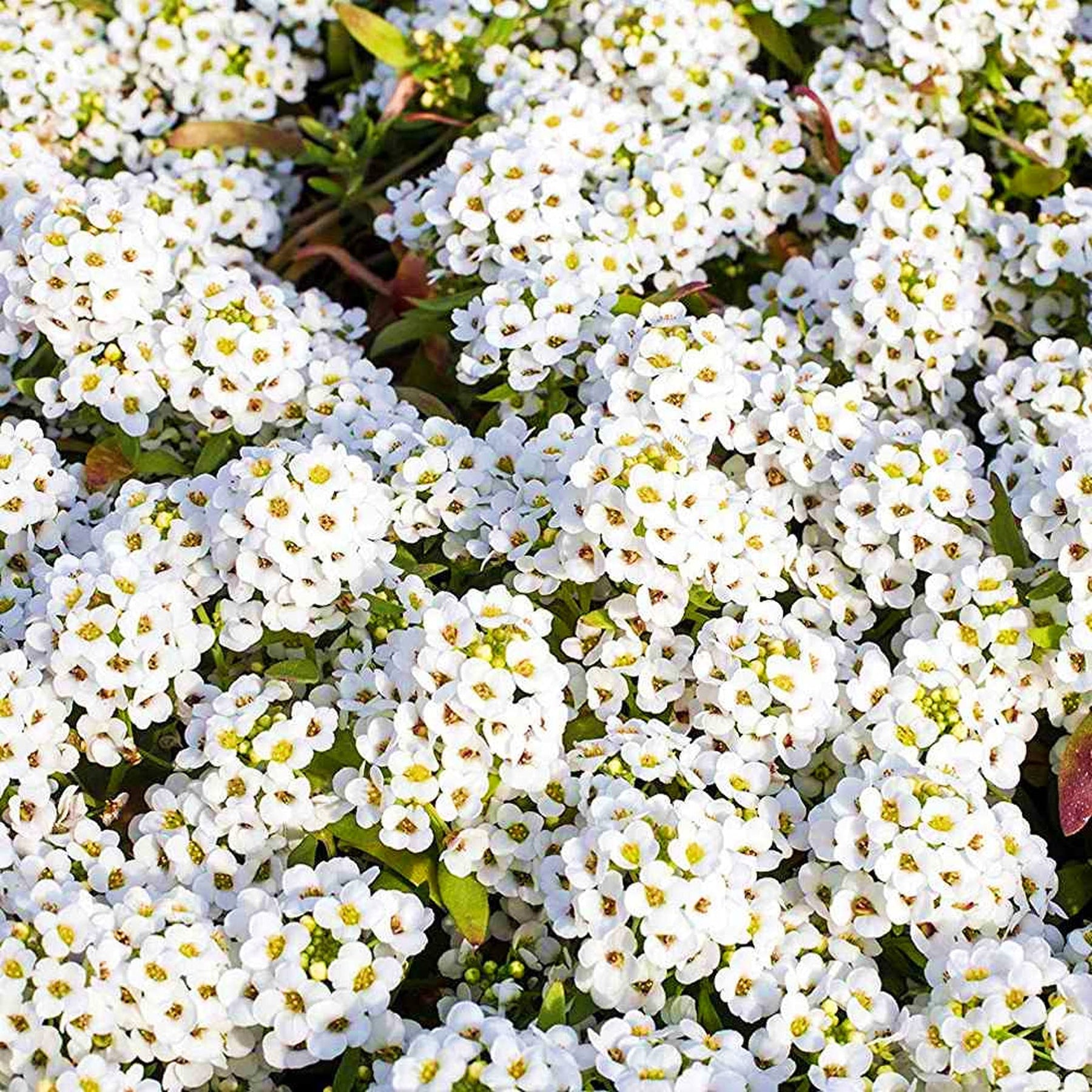 Heirloom Tiny Tim Alyssum Flower Seeds for Planting, Non-GMO, Fragrant Garden Blooms - Tiny for planting in home garden